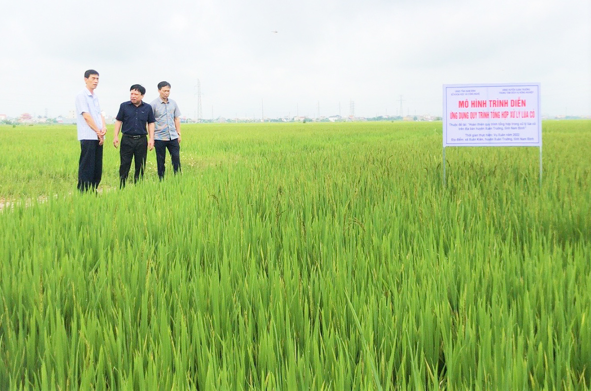 Nông dân Nam Định làm giàu từ những cây trồng cũ với cách làm mới