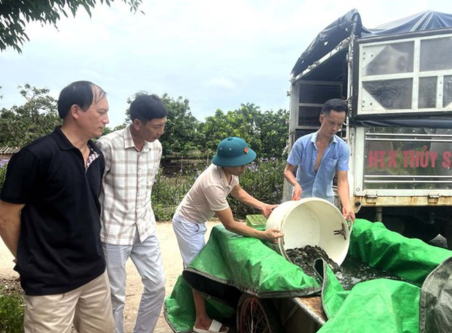 Mô hình nuôi ghép cá chép trong ao ở Hưng Yên, con nào bắt lên cũng đẹp, cứ 1ha, nông dân thu 8,5 tấn