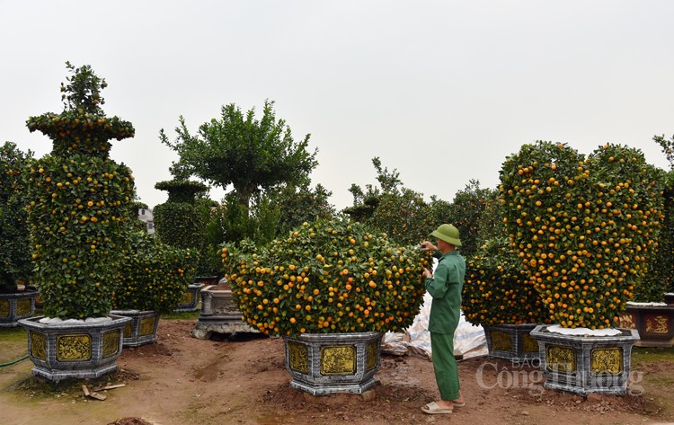 Hưng Yên: Nông dân Văn Giang “biến” cây quýt thành những tác phẩm độc đáo