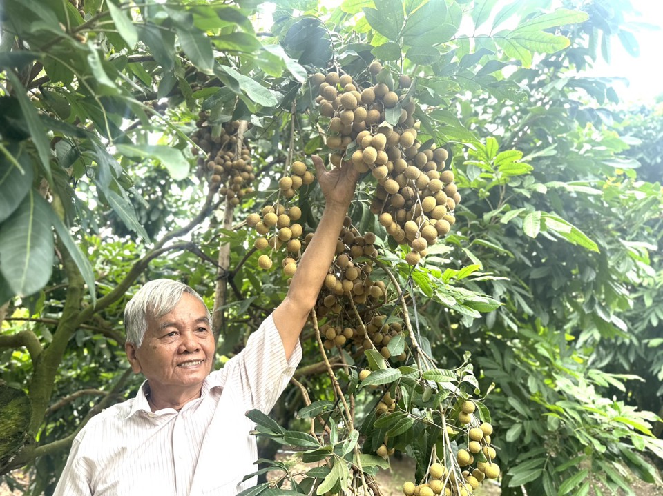 Lão nông miền Tây ghép giống nhãn siêu trái, có chùm nặng đến 6kg