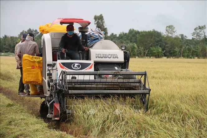 Giá lúa tăng cao, nông dân đạt lợi nhuận 35 triệu đồng/ha