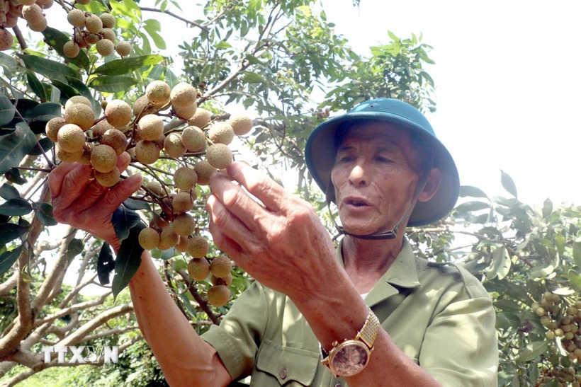 Thủ phủ nhãn lồng Hưng Yên khẩn trương cho thu hoạch chính vụ