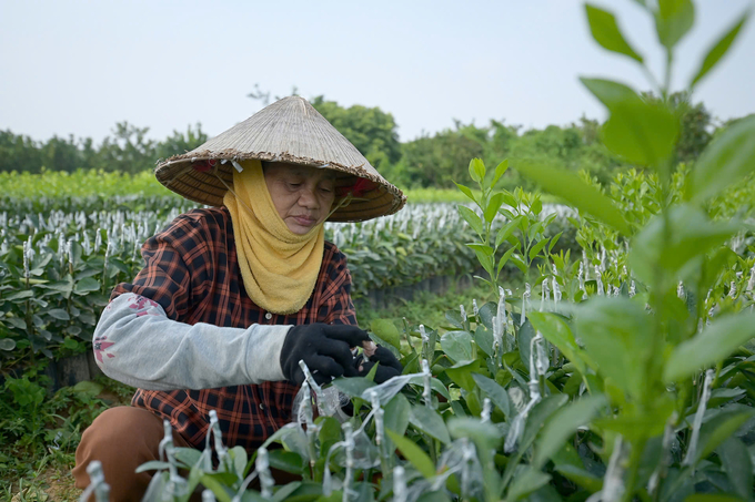 Các bước sản xuất giống cây có múi sạch bệnh