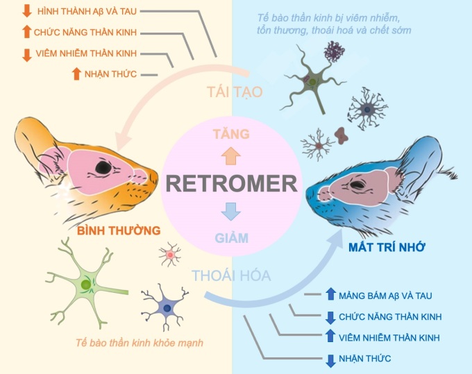 Phát hiện gene chủ đạo hỗ trợ điều trị bệnh Alzheimer