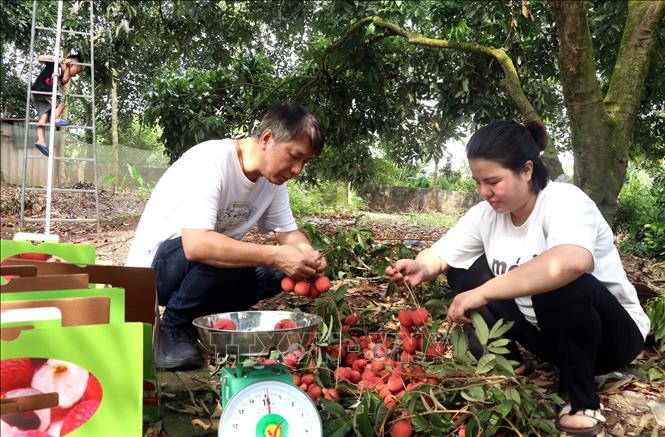 Vải trứng Hưng Yên đắt khách