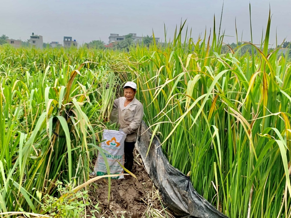 Thành phố Hưng Yên vào vụ thu hoạch củ niễng 