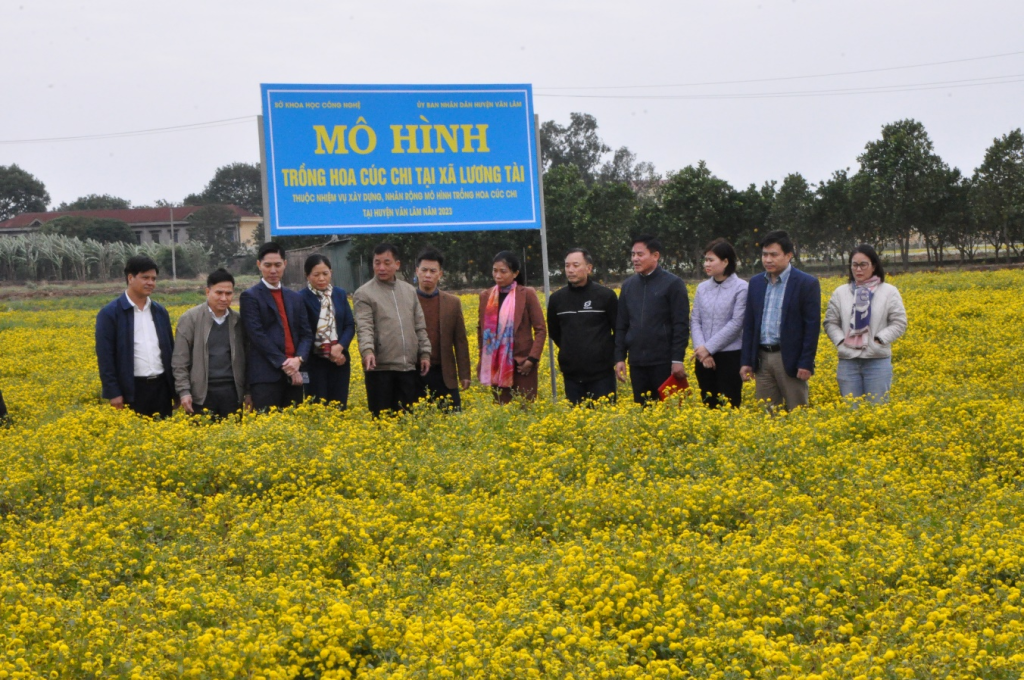 Mô hình trồng hoa cúc chi tại huyện Văn Lâm: Lãi thuần trên 243 triệu đồng/ha/vụ.